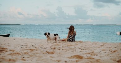 El PSPV de Oropesa critica que no se haya creado aún la playa canina El PSPV de Oropesa critica que no se haya creado aún la playa canina