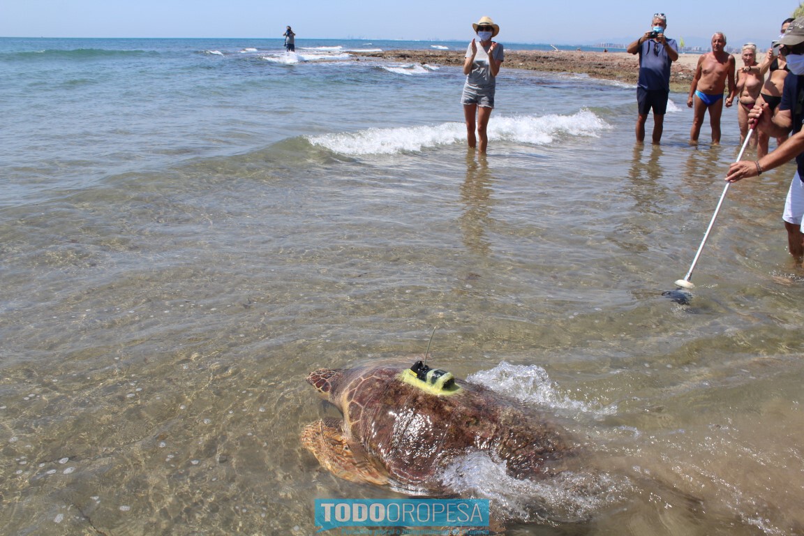 La tortuga 'Colomera' ya está cerca de Palma de Mallorca